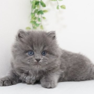 ミヌエット(長足)【神奈川県・男の子・2023年3月19日・ブルー（ミディアム～ロング）】の写真「あまあまモフモフ君」