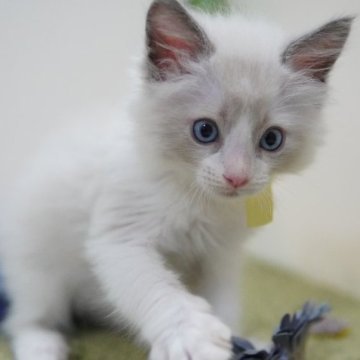 ラグドール【神奈川県・男の子・2023年6月11日・ブルーポイントバイカラー】の写真「甘々♥もふもふハンサム君💛」