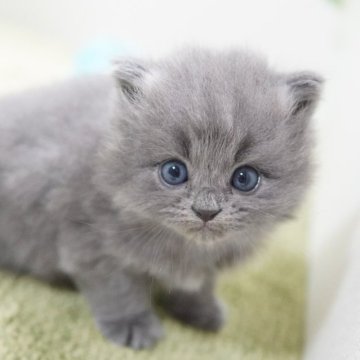 ミヌエット(長足)【神奈川県・男の子・2024年5月20日・ブルー（ミディアム）】の写真「もふもふベビーフェイス💛」