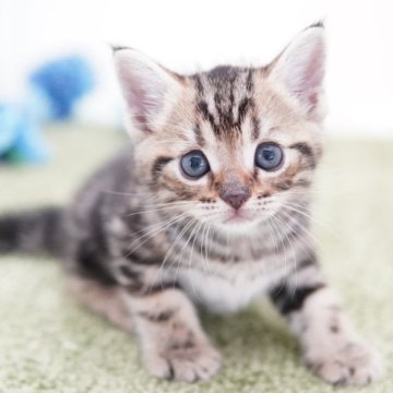 アメリカンショートヘア【神奈川県・男の子・2023年5月27日・ブラウンタビー】の写真「まんまるベビーフェイス」