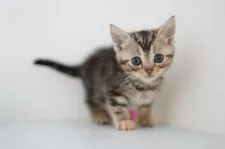 アメリカンショートヘア【神奈川県・女の子・2021年1月17日・ブラウンパッチドタビー】の写真1