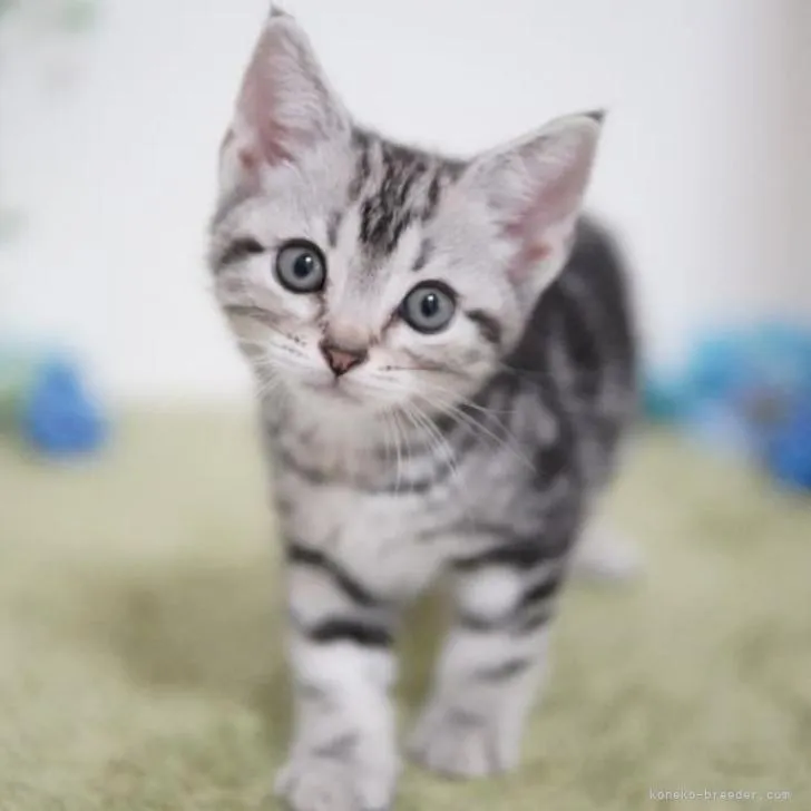 ID：2206-01447の子猫