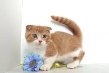 マンチカン(短足)【神奈川県・男の子・2019年9月7日・レッドタビーアンドホワイト】の写真2「12月15日撮影」