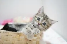 アメリカンショートヘア【神奈川県・女の子・2022年4月21日・ブラウンパッチドタビー】の写真2「6/12撮影」