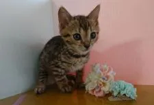 ベンガル【神奈川県・女の子・2019年3月26日・ブラウンスポッテッドタビー】の写真2