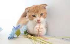 マンチカン(短足)【神奈川県・男の子・2019年9月7日・レッドタビーアンドホワイト】の写真3