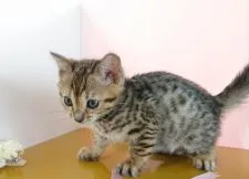 ベンガル【神奈川県・女の子・2019年3月26日・ブラウンスポッテッドタビー】の写真3