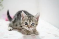 アメリカンショートヘア【神奈川県・女の子・2022年4月21日・ブラウンパッチドタビー】の写真3「6/12撮影」