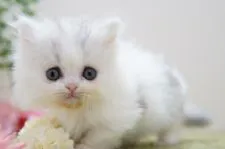 ミヌエット【神奈川県・女の子・2022年2月4日・ダイリュートキャリコ】の写真4「3/22撮影」