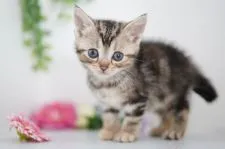 アメリカンショートヘア【神奈川県・女の子・2021年1月17日・ブラウンパッチドタビー】の写真4