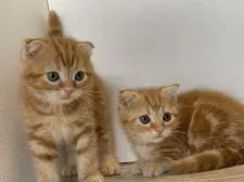 マンチカン(長足)【神奈川県・女の子・2019年6月10日・レッドタビー】の写真4