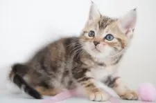 アメリカンショートヘア【神奈川県・女の子・2021年3月31日・ブラウンパッチドタビー】の写真4