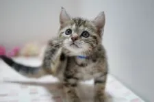 アメリカンショートヘア【神奈川県・女の子・2022年4月21日・ブラウンパッチドタビー】の写真4「6/12撮影」