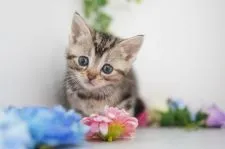 アメリカンショートヘア【神奈川県・女の子・2021年1月17日・ブラウンパッチドタビー】の写真5