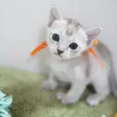 シンガプーラ【神奈川県・男の子・2024年11月18日・セピアアグーティ】の写真5