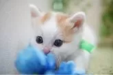 マンチカン(短足)【神奈川県・男の子・2025年4月7日・レッド&ホワイト】の写真8