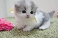 ミヌエット(短足)【神奈川県・女の子・2024年12月13日・ダイリュートキャリコ】の写真10