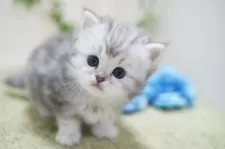 ミヌエット(長足)【神奈川県・男の子・2025年1月4日・シルバータビー】の写真10