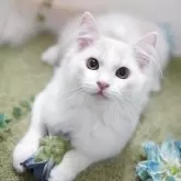 ミヌエット(長足)【神奈川県・男の子・2025年5月26日・クリーム&ホワイト】の写真14