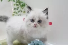 ラグドール【神奈川県・男の子・2024年11月28日・シールポイントバイカラー】の写真8