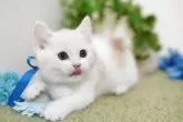 マンチカン(短足)【神奈川県・男の子・2025年3月22日・レッド&ホワイト】の写真13