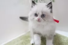 ラグドール【神奈川県・男の子・2024年11月28日・シールポイントバイカラー】の写真9