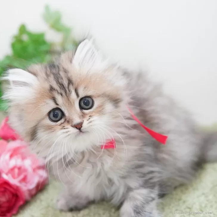 ID:2502-02475の子猫