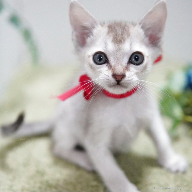 ブリーダー画像