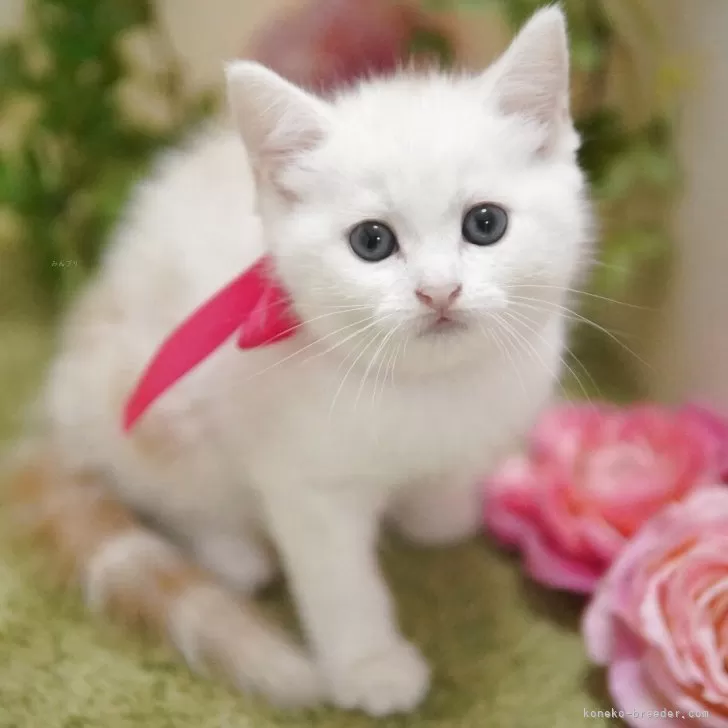 ID：2509-02550の子猫