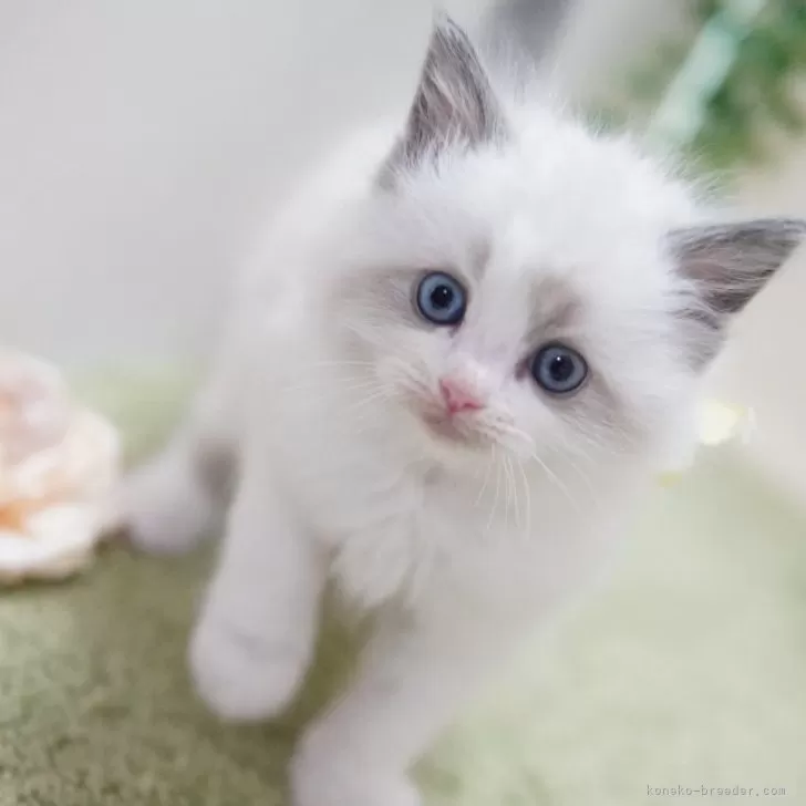 ID:2502-00314の子猫