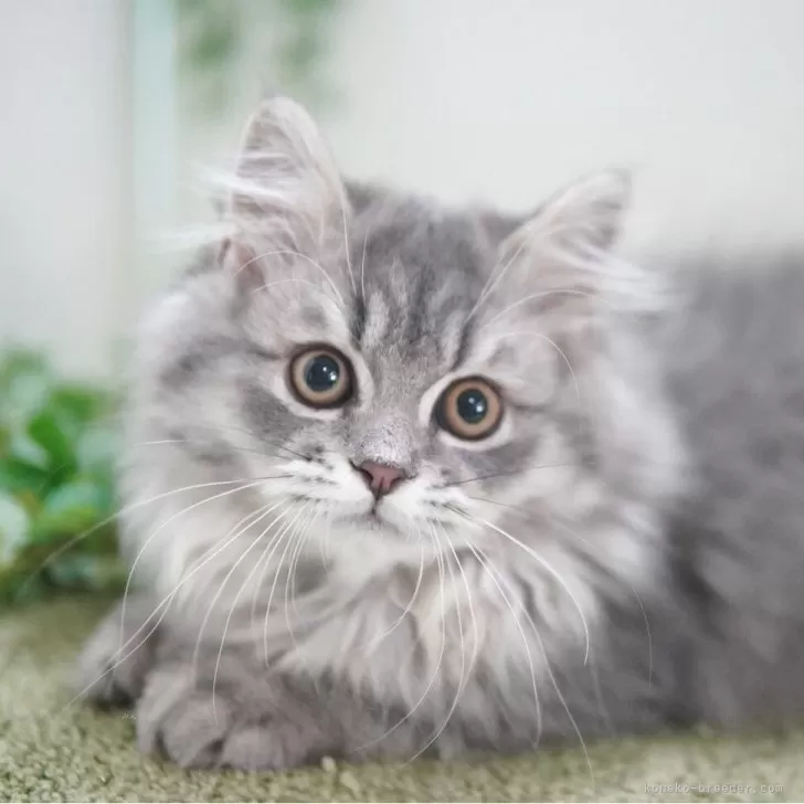 M.N 様のお迎えした子猫