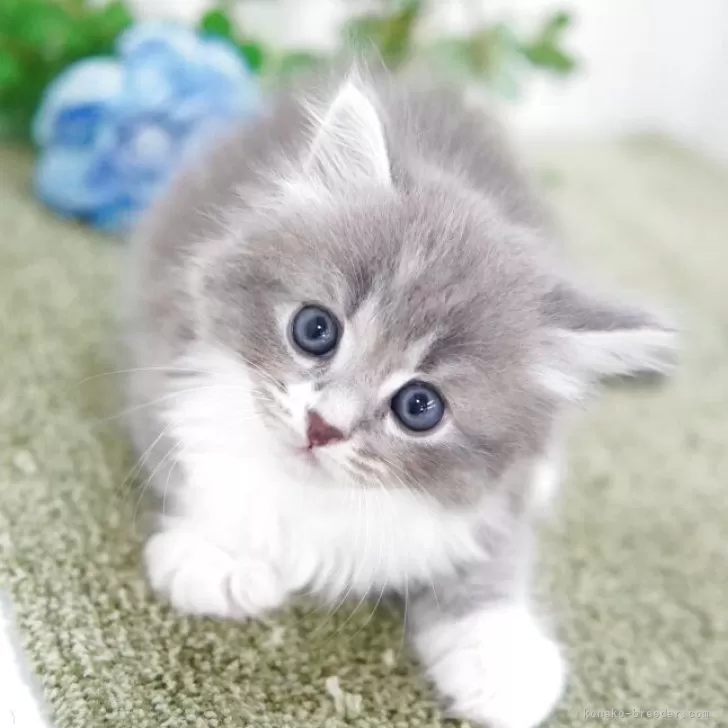 ID：2507-03047の子猫