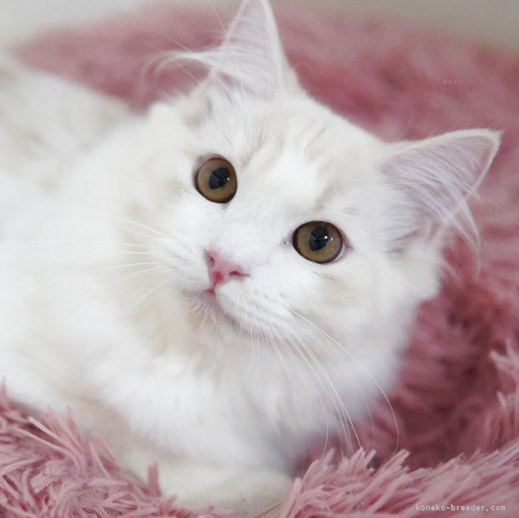 ブリーダー画像