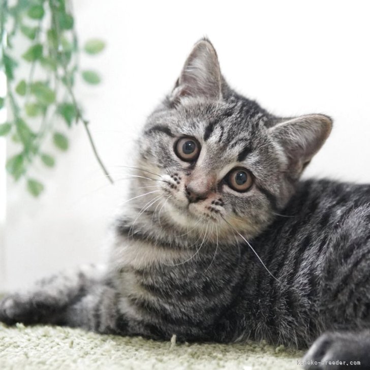 ブリーダー画像