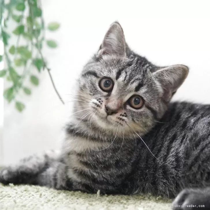 マンチカン(長足)【神奈川県・男の子・2025年8月1日・ブラウンタビー】の写真1「まん丸💖ゴキゲン君」