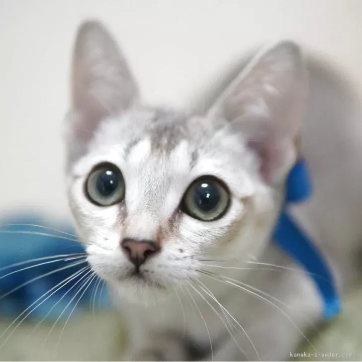 ID：2507-03215の子猫