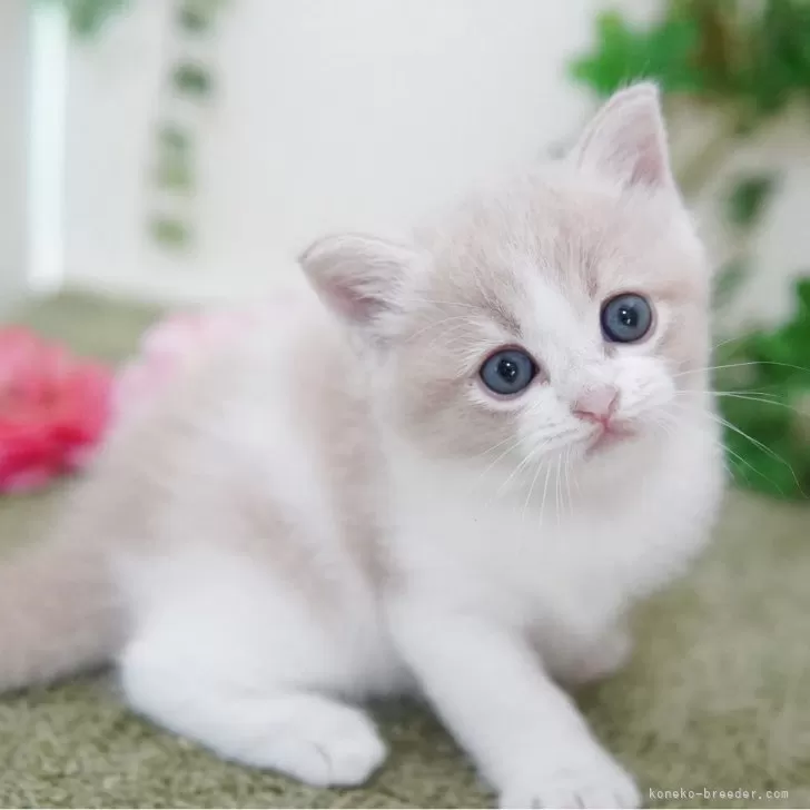 ID：2507-03213の子猫
