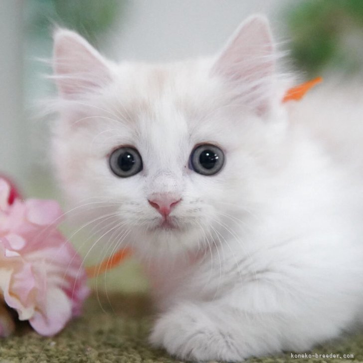 ブリーダー画像