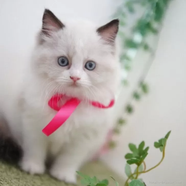 ID：2505-03161の子猫