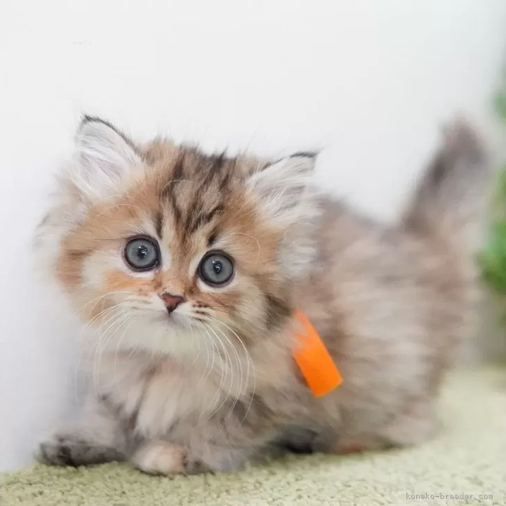 ID:2502-02469の子猫