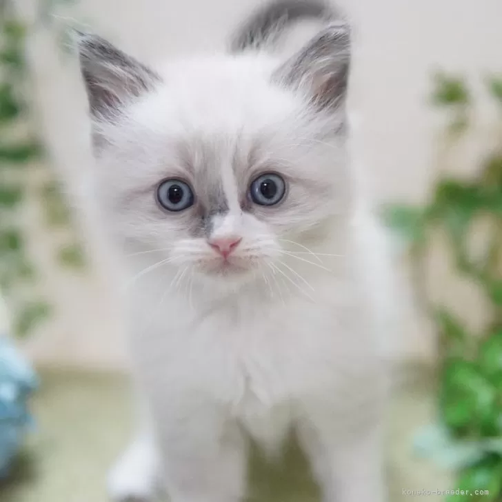 ID:2502-00309の子猫