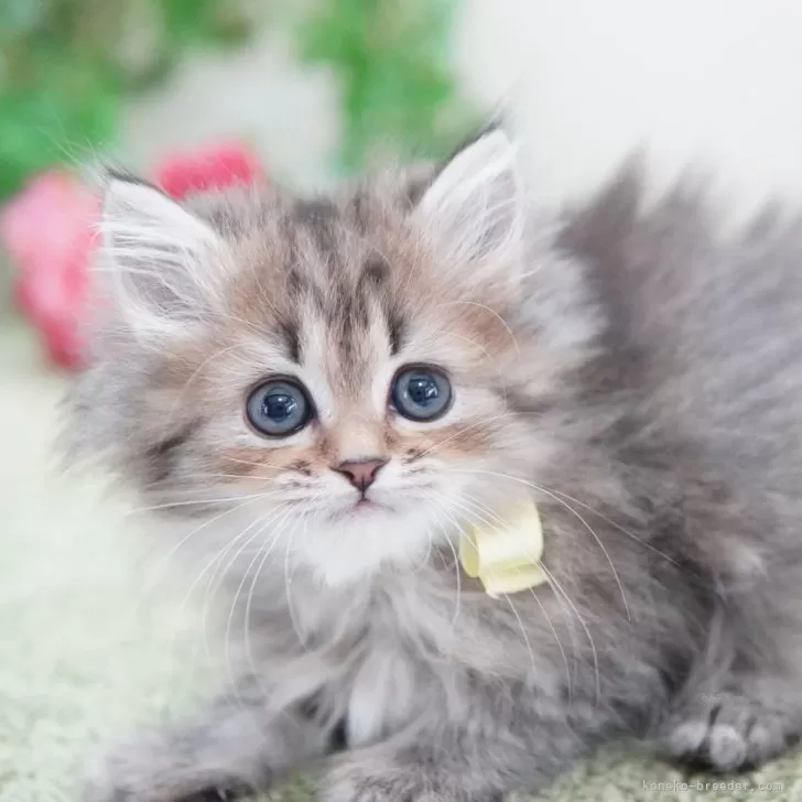 ID：2502-02473の子猫