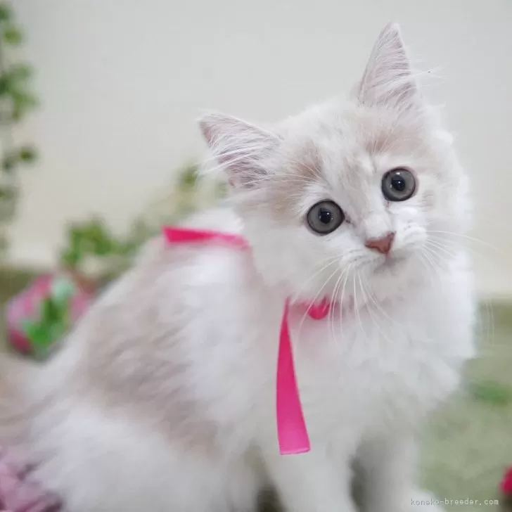 ID：2506-03128の子猫