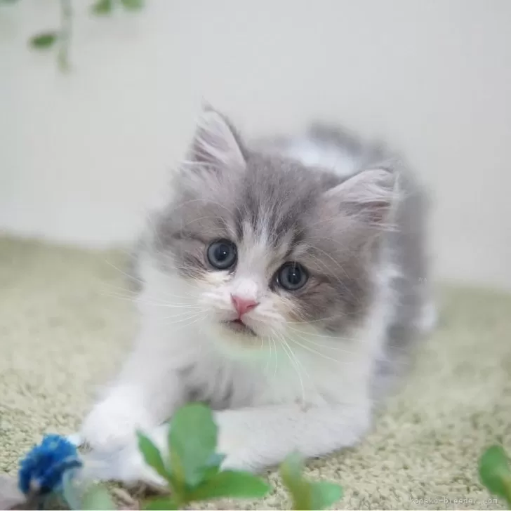 ID：2508-02778の子猫