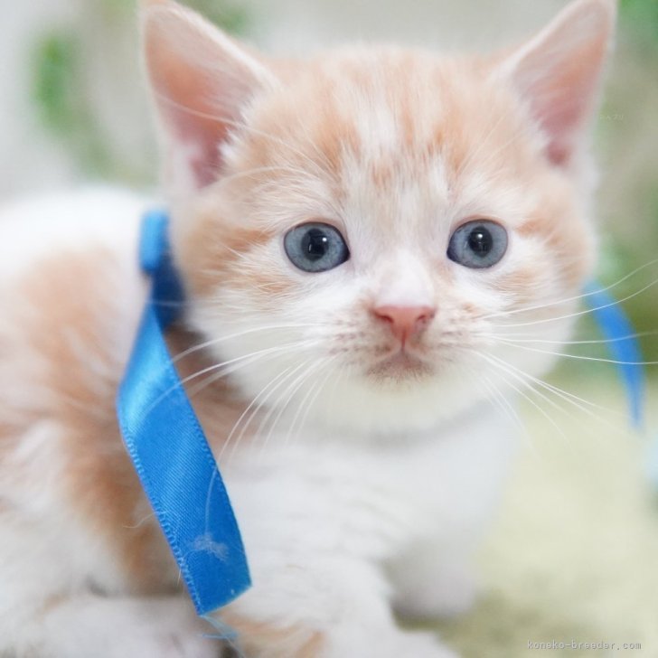 ブリーダー画像