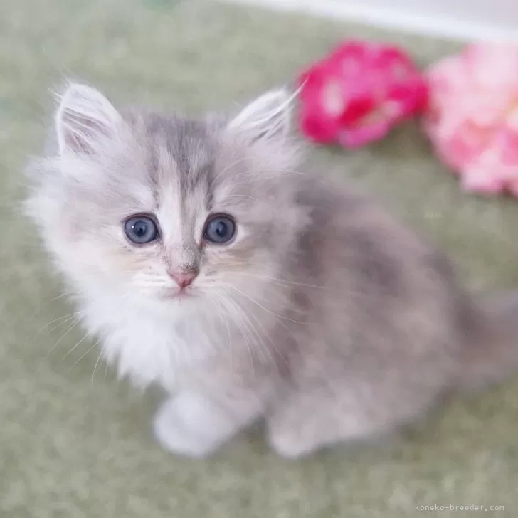 ID：2507-02748の子猫