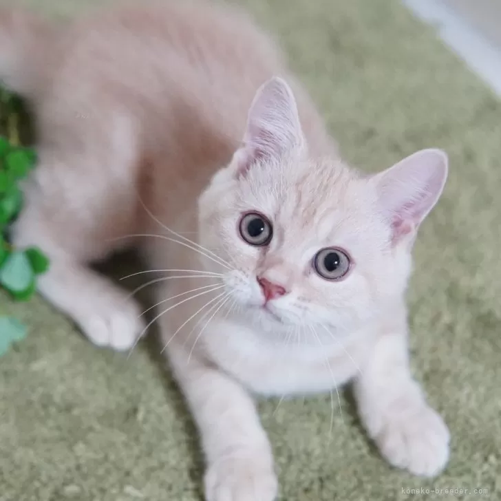 ID：2509-00395の子猫