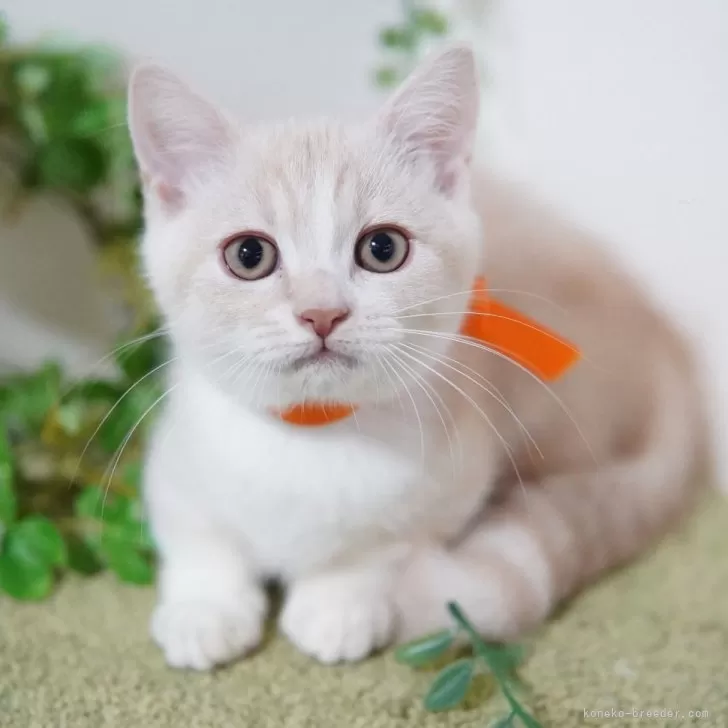 マンチカン(短足)【神奈川県・男の子・2025年7月14日・クリーム&amp;ホワイト】の写真1