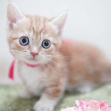 マンチカン(短足)【神奈川県・女の子・2025年9月30日・レッドタビー&ホワイト】の写真「まんまるキュート💛」