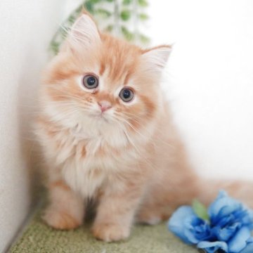 ミヌエット(長足)【神奈川県・男の子・2025年8月23日・レッドタビー（ミディアム）】の写真「もふもふ💛まんまる」